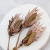 Protea King pink 3.png