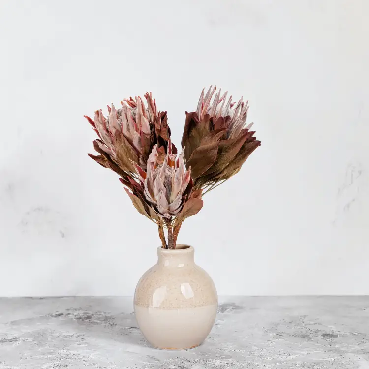 Protea King red 4.png