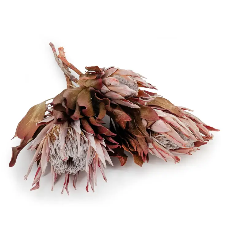 Protea King red.png
