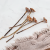 Compacta rosette cream 3.png
