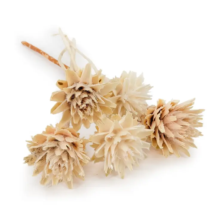 Plumosum Bleached.png