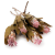 Suszona Protea (Protea Compacta) - Różowa - 5szt_2.png