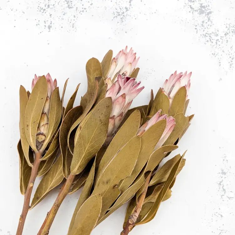 Suszona Protea (Protea Compacta) - Różowa - 5szt_6.png