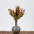 Suszona Protea (Protea Compacta) - Różowa - 5szt_5.png
