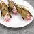 Suszona Protea (Protea Compacta) - Różowa - 5szt_4.png