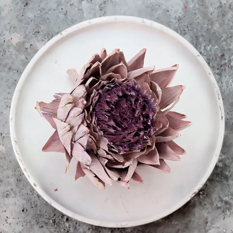 Karczoch suszony – Artichoke – Frosted Rose – 1szt_1.png