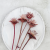 plumosum pink 4.png