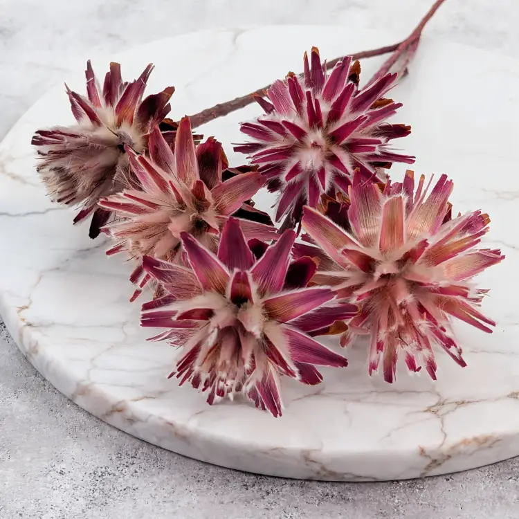 plumosum pink 5.png