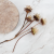 Plumosum cream kf 3.png
