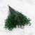 caspea Deep green 14 1.png