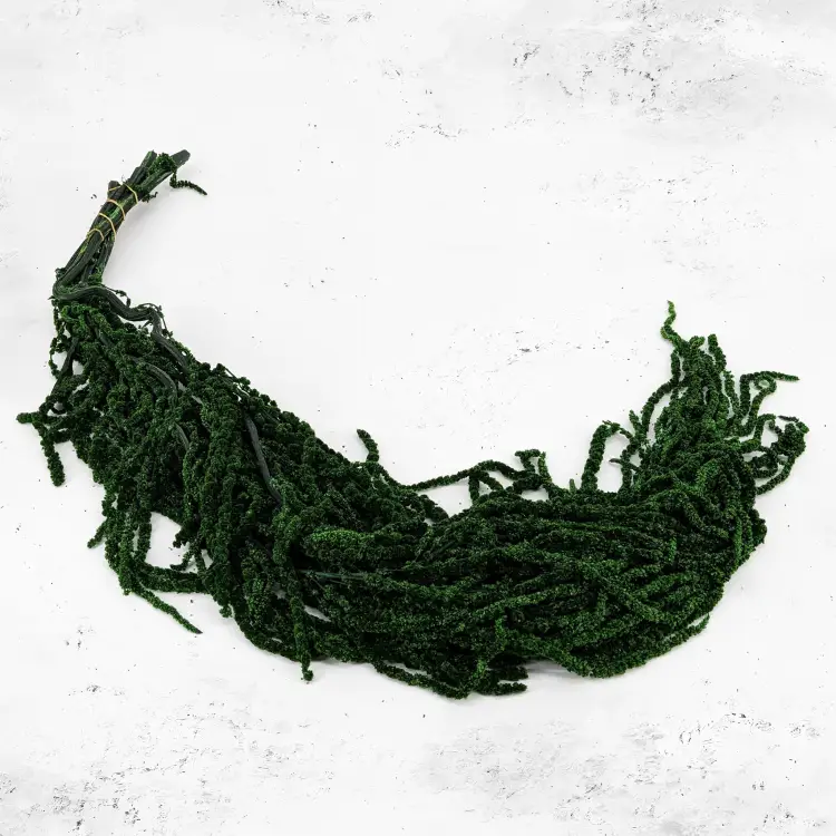Szarłat Royal dark green 1.png