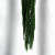 Szarłat Royal dark green 4.png