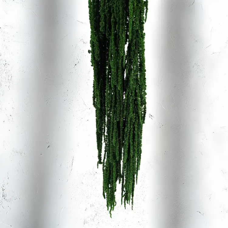 Szarłat Royal dark green 4.png