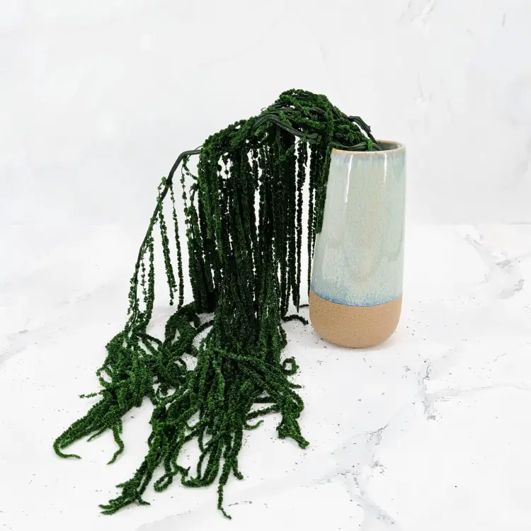 Szarłat Royal dark green 5.png
