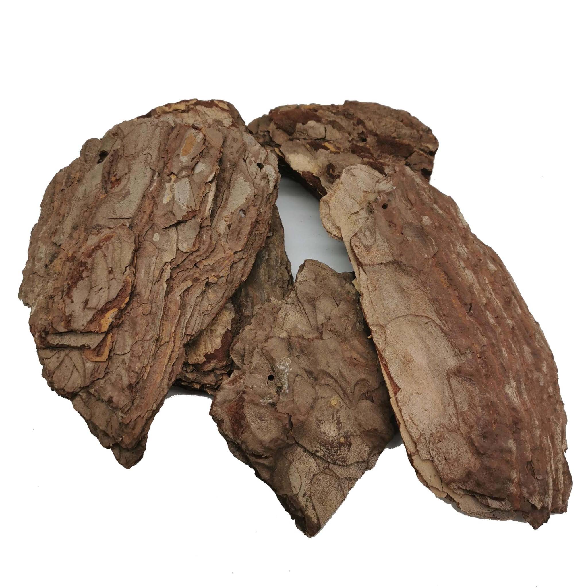 Kora Sosnowa - Paczka