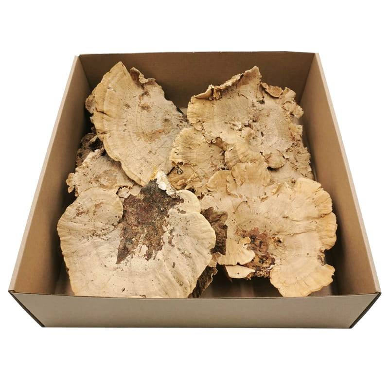 Huba suszona - NATURALNA 1 sztuka