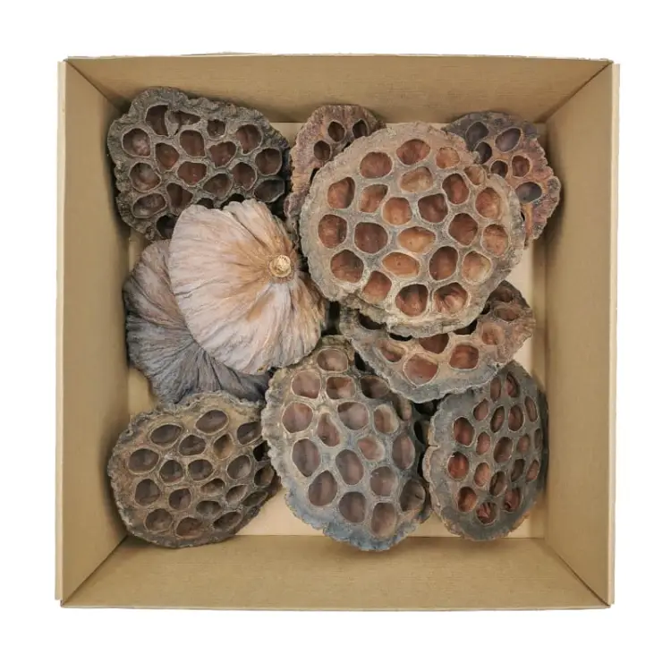 Lotos Suszony XL 1.jpg