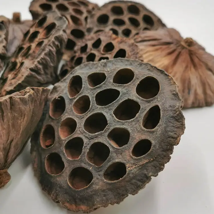 Lotos Suszony XL 2.jpg