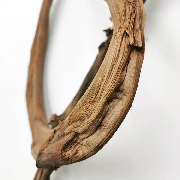 Pędy Bananowca Banana stick 1.jpg