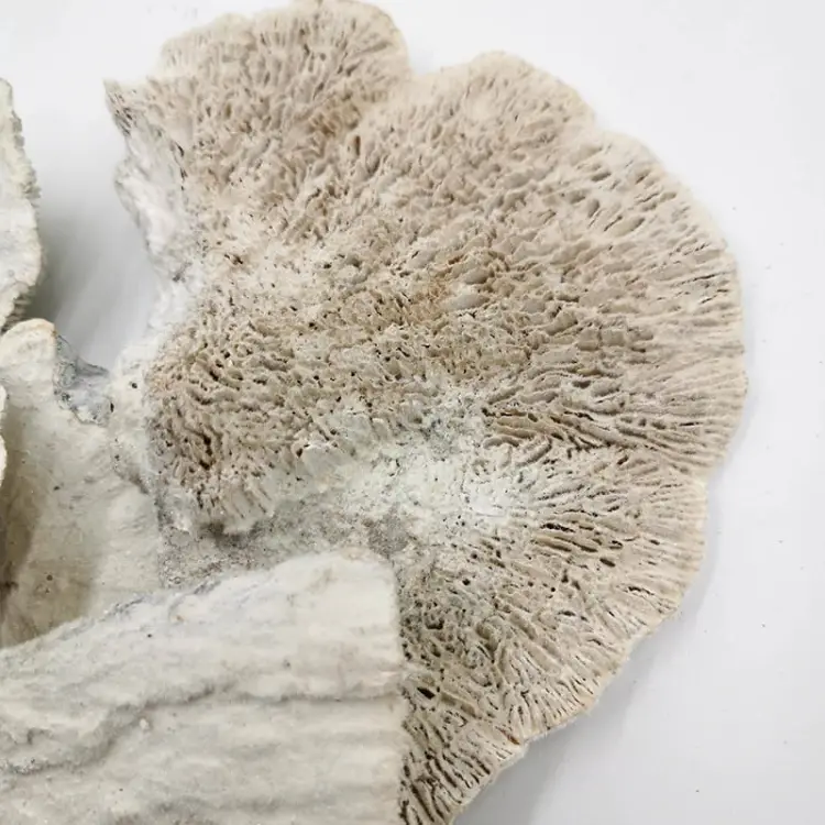 Huba Suszona biała włoskowana 3.jpg