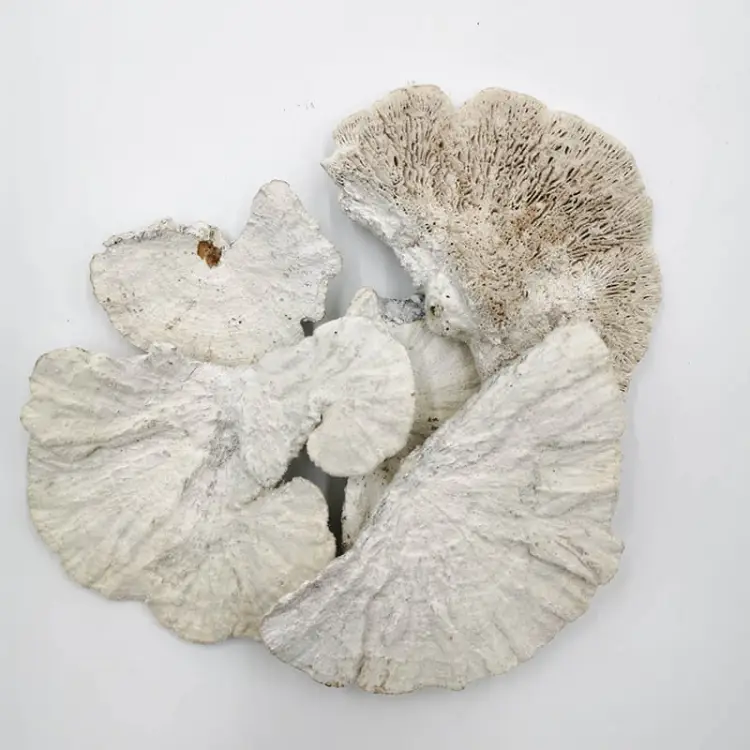 Huba Suszona biała włoskowana 5.jpg