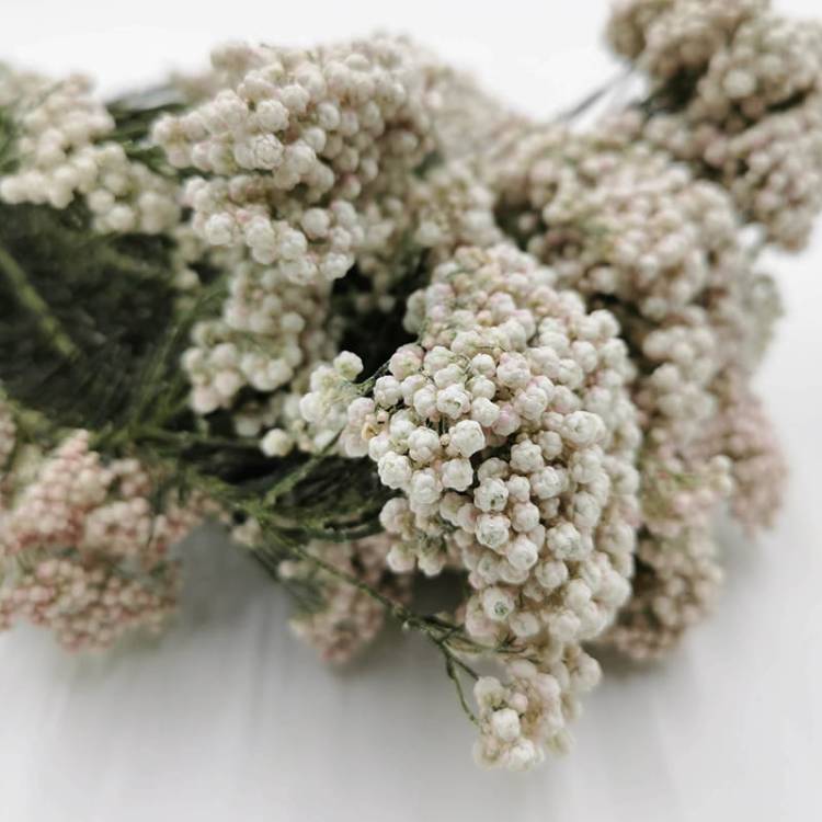 Stabilizowany kwiat Ozothamnus Diosmi biały 2.jpg