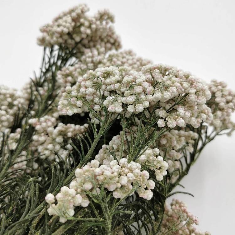 Stabilizowany Kwiat Ozothamnus Diosmi biały 3.jpg