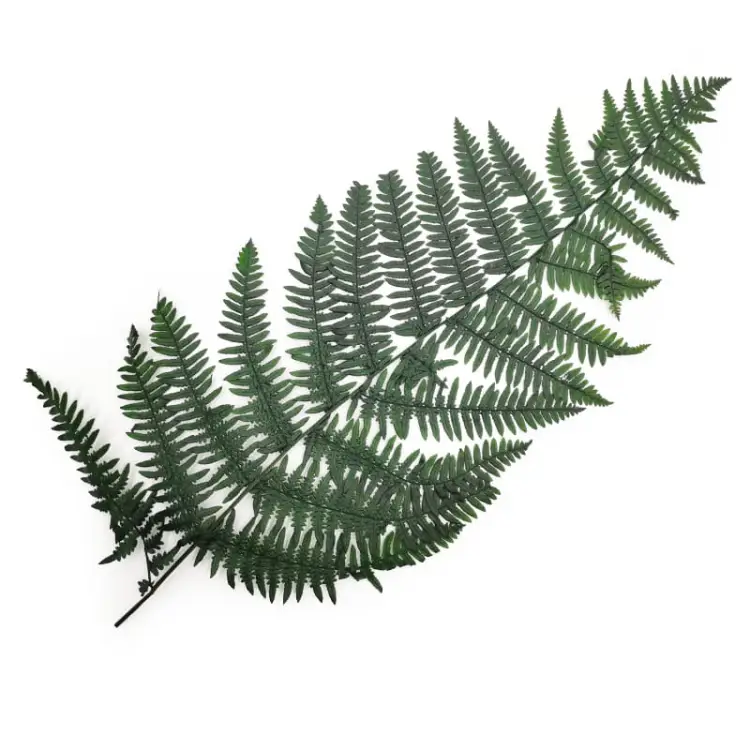 Wietlica samicza (Lady fern)  Paproc stabilizowana 1.jpg