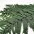 Wietlica samicza (Lady fern)  Paproc stabilizowana.jpg