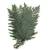 Paproc stabilizowana Wietlica samicza (Lady fern) .jpg