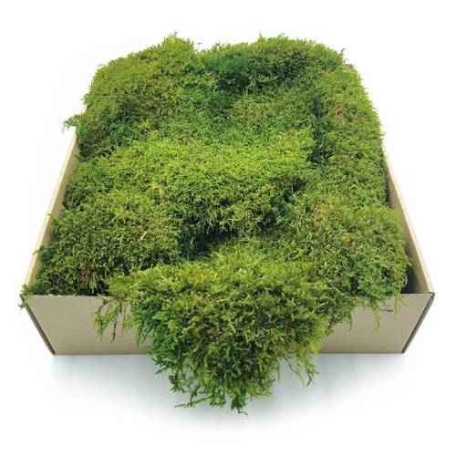 Mech Płaski Stabilizowany Jasnozielony SWE.jpg