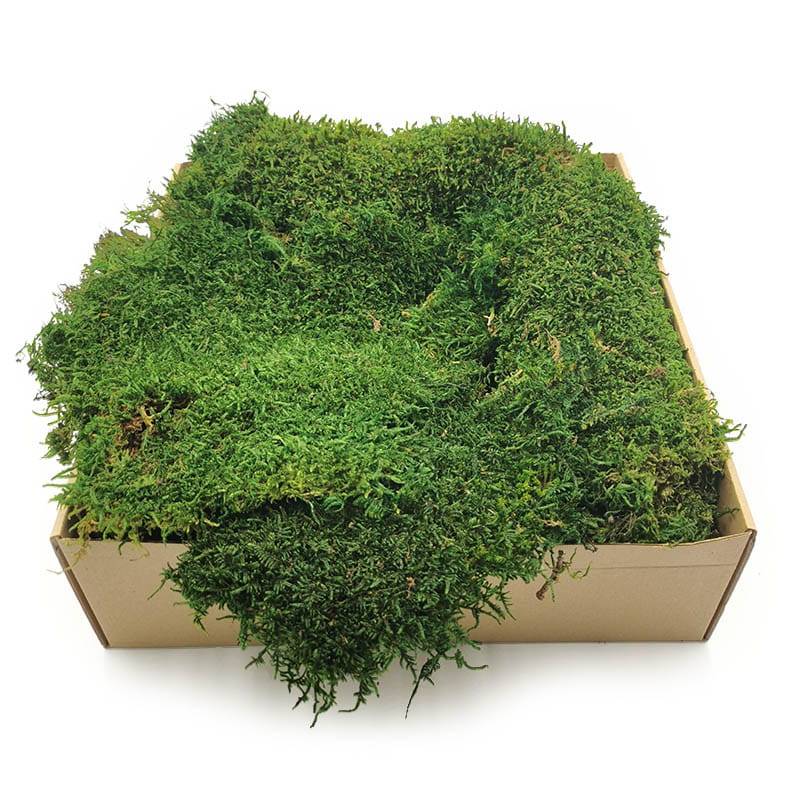 Mech Płaski - Szwecja - Ciemnozielony Naturalny 500g