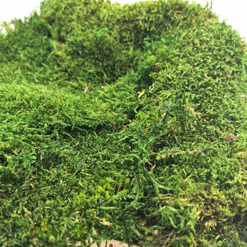 Mech Płaski Stabilizowany Ciemnoziel swe.jpg