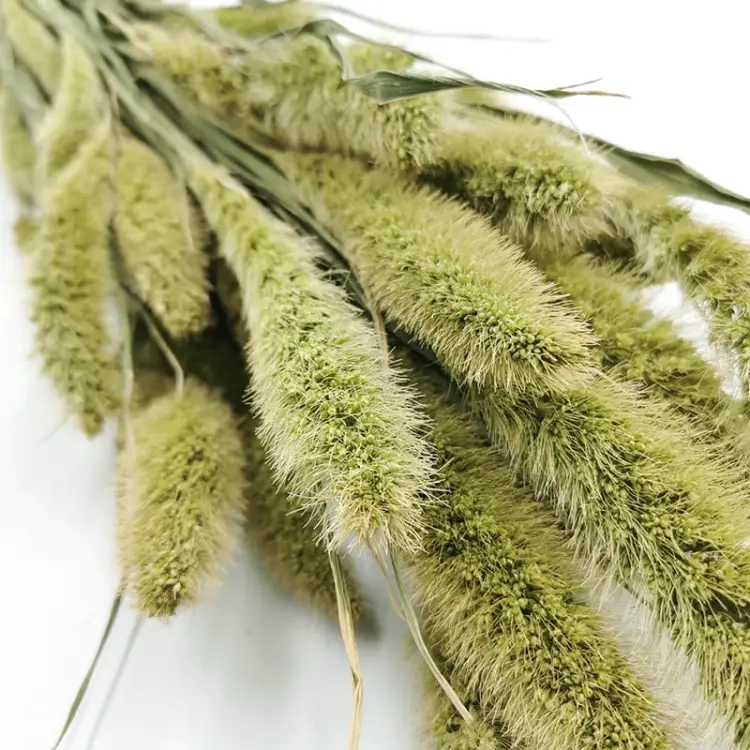 Setaria suszona włośnica trawa suszona.jpg