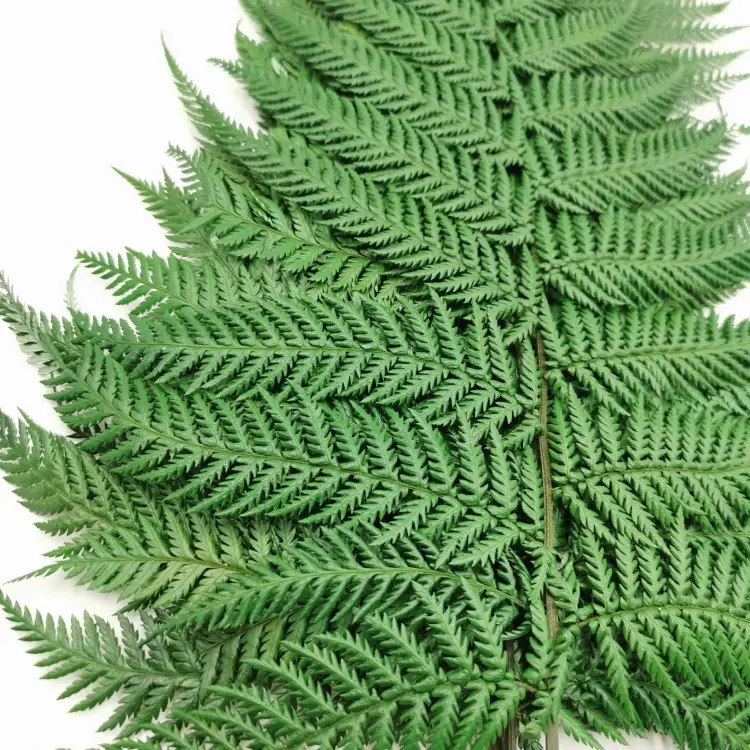 Paproć Stabilizowana Narecznica Jasna bukiet 1.jpg