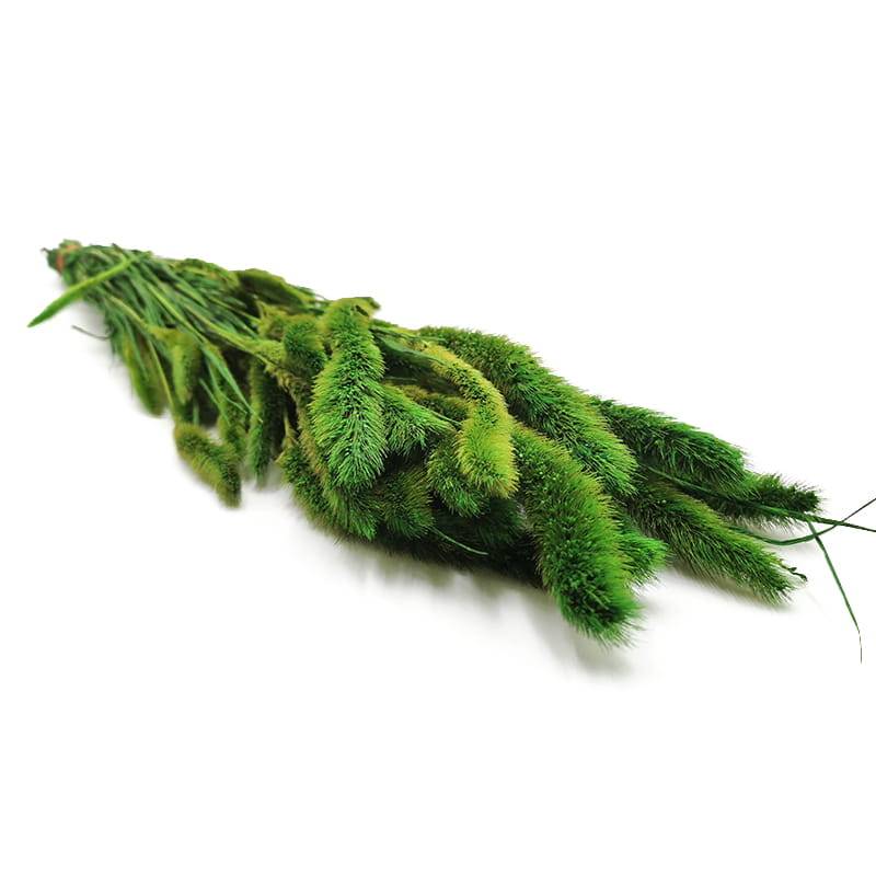 Włośnica Stabilizowana Setaria - (Setarea) - Zielona