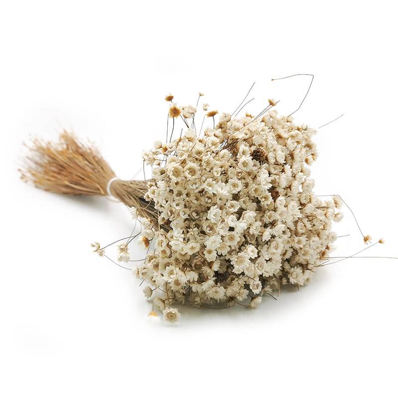 Glixia Suszona - (Comanthera, Gliksja) - Naturalny Biały