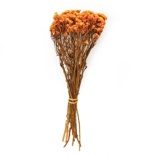 Oxodia stabilizowana pomaranczowa.jpg