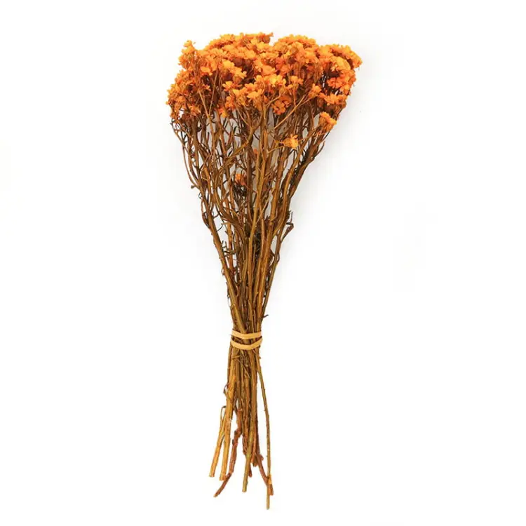 Oxodia stabilizowana pomaranczowa.jpg