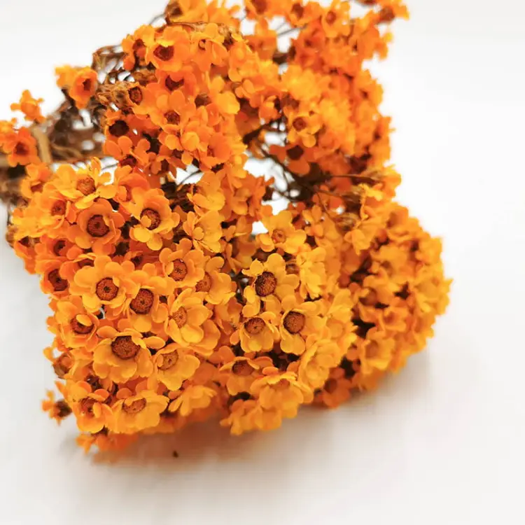 Oxodia pomaranczowa stabilizowana.jpg