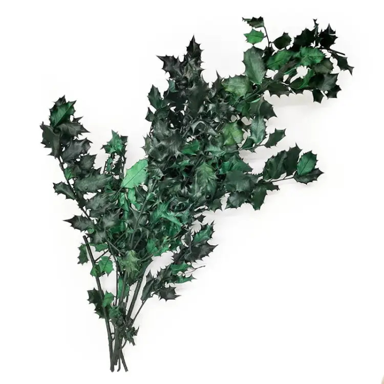 Ostrokrzew stabilizowany zielony.jpg