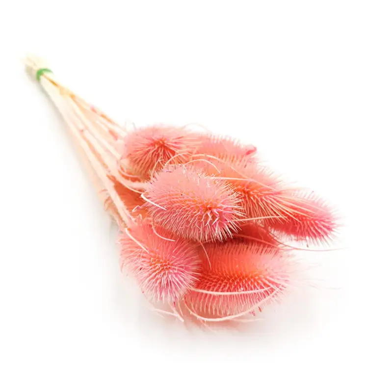 Oset Szczeć suszony różowy.jpg