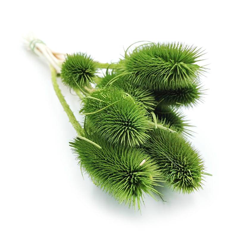 Oset Suszony - (Szczeć) - Zielony