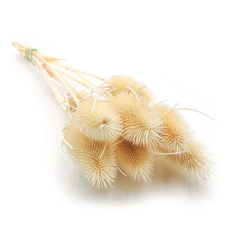 Oset Suszony - (Szczeć) - Bielony