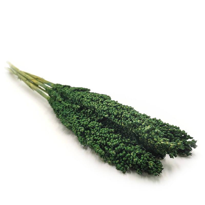 Sorgo millo PREMIUM - (Sorghum) - Zielone 10szt