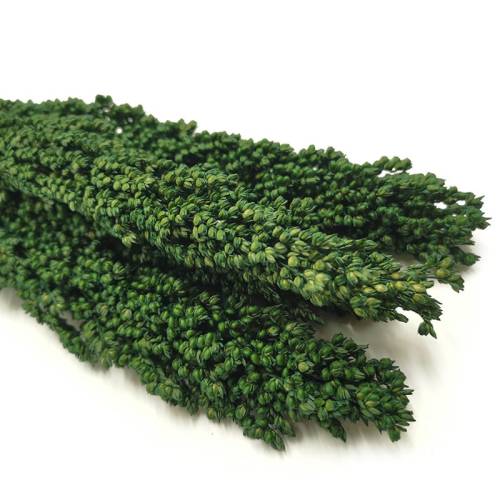 Sorgo suszone zielone zblizenie.jpg