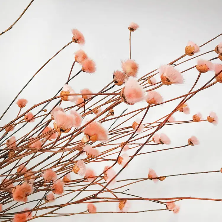 suszony chaber rozowy.jpg