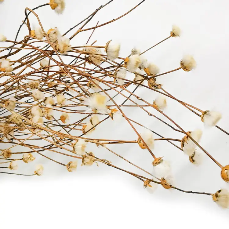 chaber suszony_zblizenie.jpg