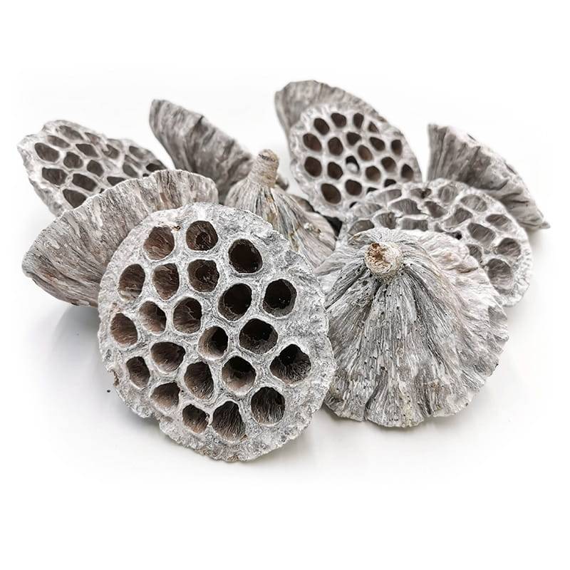 Lotos duży XXL (White Washed)  - susz egzotyczny - 10szt