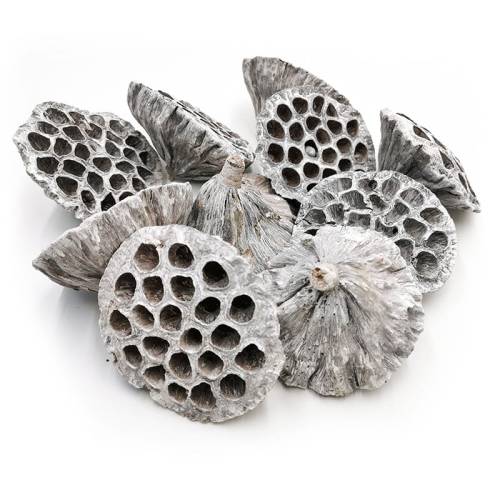 Lotos Extra Large White Washed 10szt.jpg